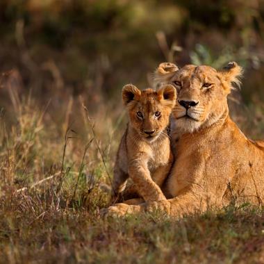 Safaritochten in Tanzania