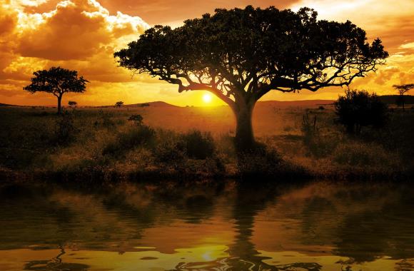 Boom bij zonsondergang in Tanzania