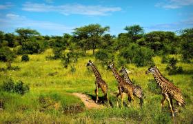 tanzania-giraffen