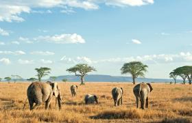 Olifanten Serengeti list image