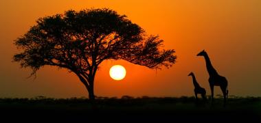 Tanzania zonsondergang met giraffen