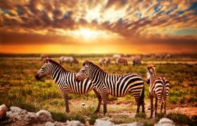 tanzania-zebra's