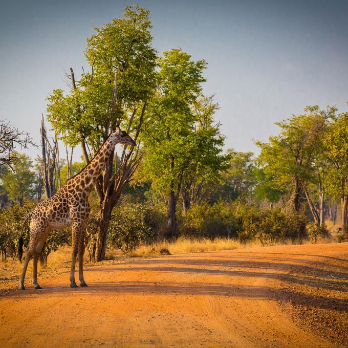 Giraffe