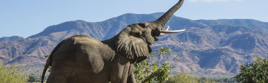 Olifant