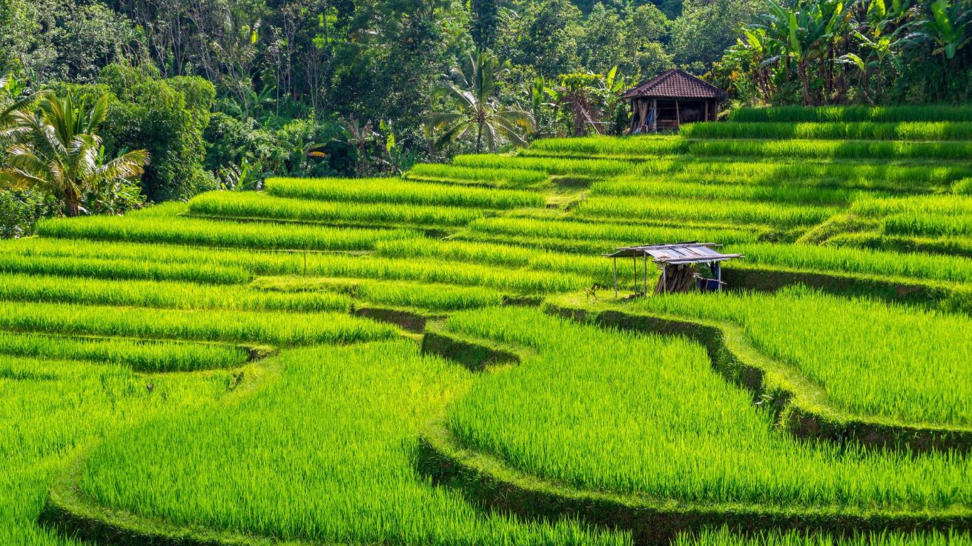Jatiluwih rijstvelden, Bali