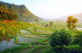 Rijstvelden op Bali
