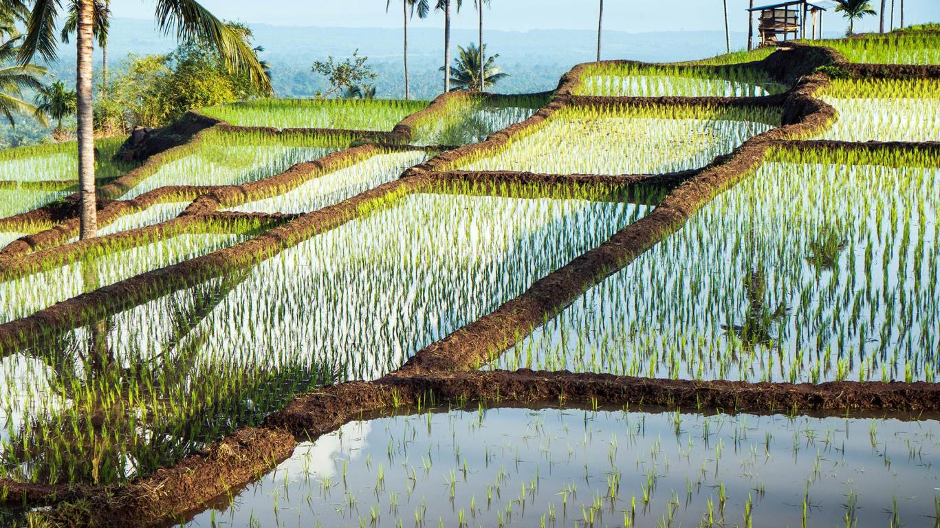 Rijstvelden Lombok, Indonesië