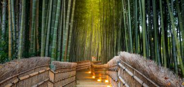 Kyoto Arashiyama bamboe-bos