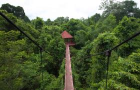 Rainforest in Borneo