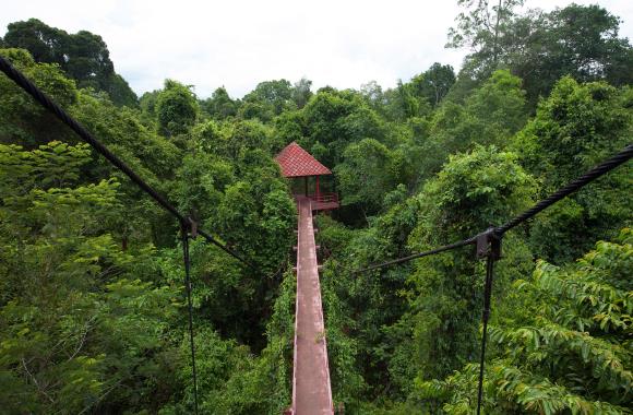 Rainforest in Borneo