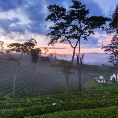 Theeplantages op Sri Lanka