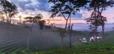 Theeplantages op Sri Lanka
