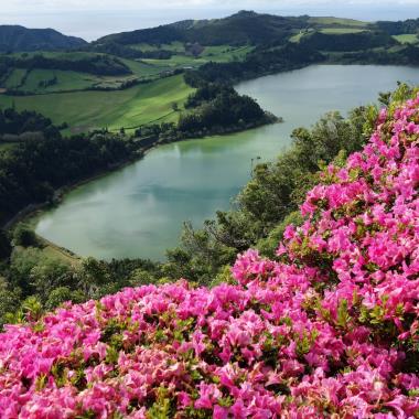 bloemen op de Azoren
