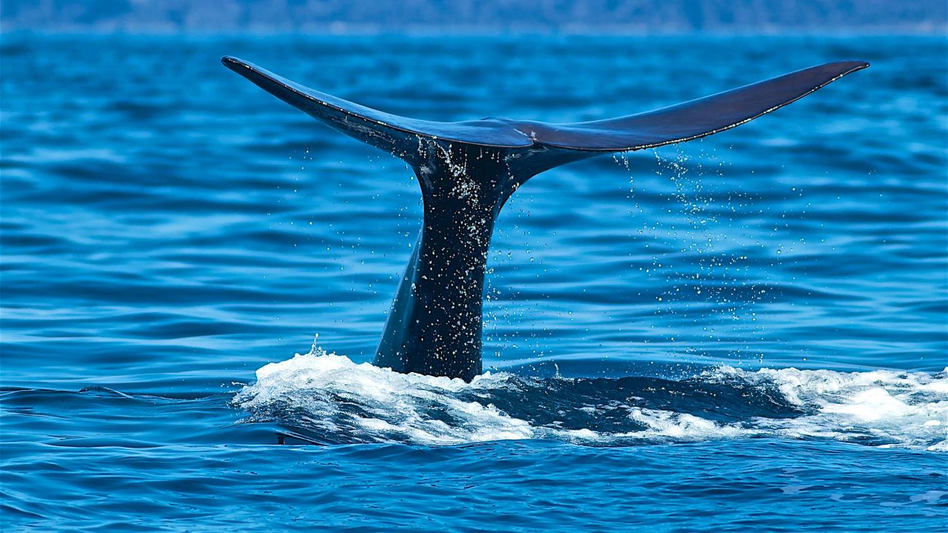 Een walvis bij de Azoren