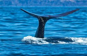 Walvissen spotten bij de Azoren