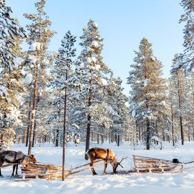 Huskysafari in Finland