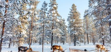 Huskysafari in Finland