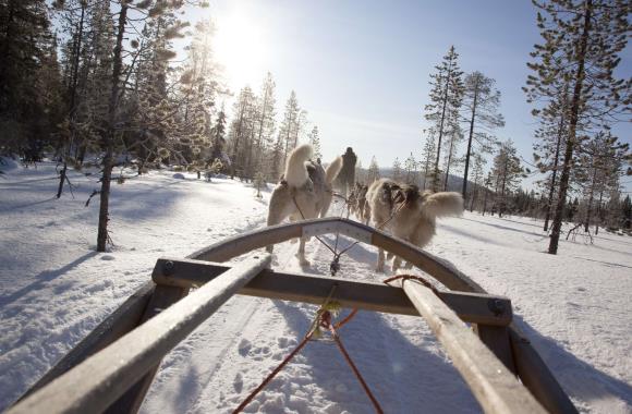 Huskysafari in Finland