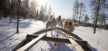 Een huskytocht in Lapland boek je bij VakantieXperts