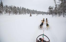 Huskies in Fins-Lapland