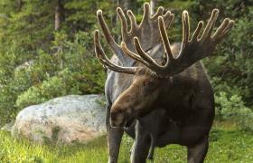 Autorondreis Jussi, Finland