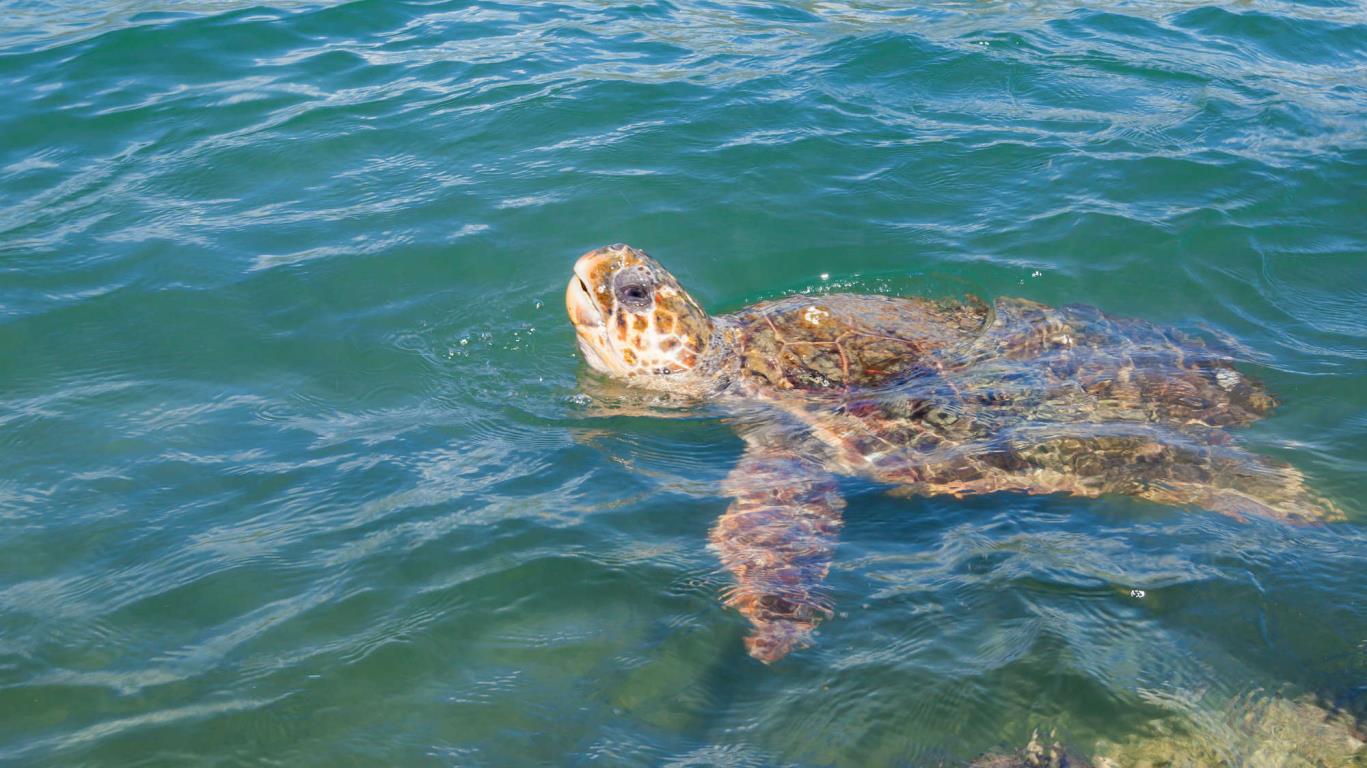 Caretta Caretta zeeschildpad bij Zakynthos