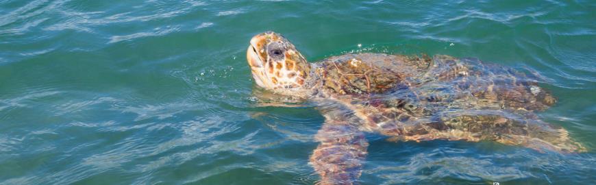 Caretta Caretta zeeschildpad bij Zakynthos
