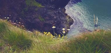 Groen landschap in Ierland