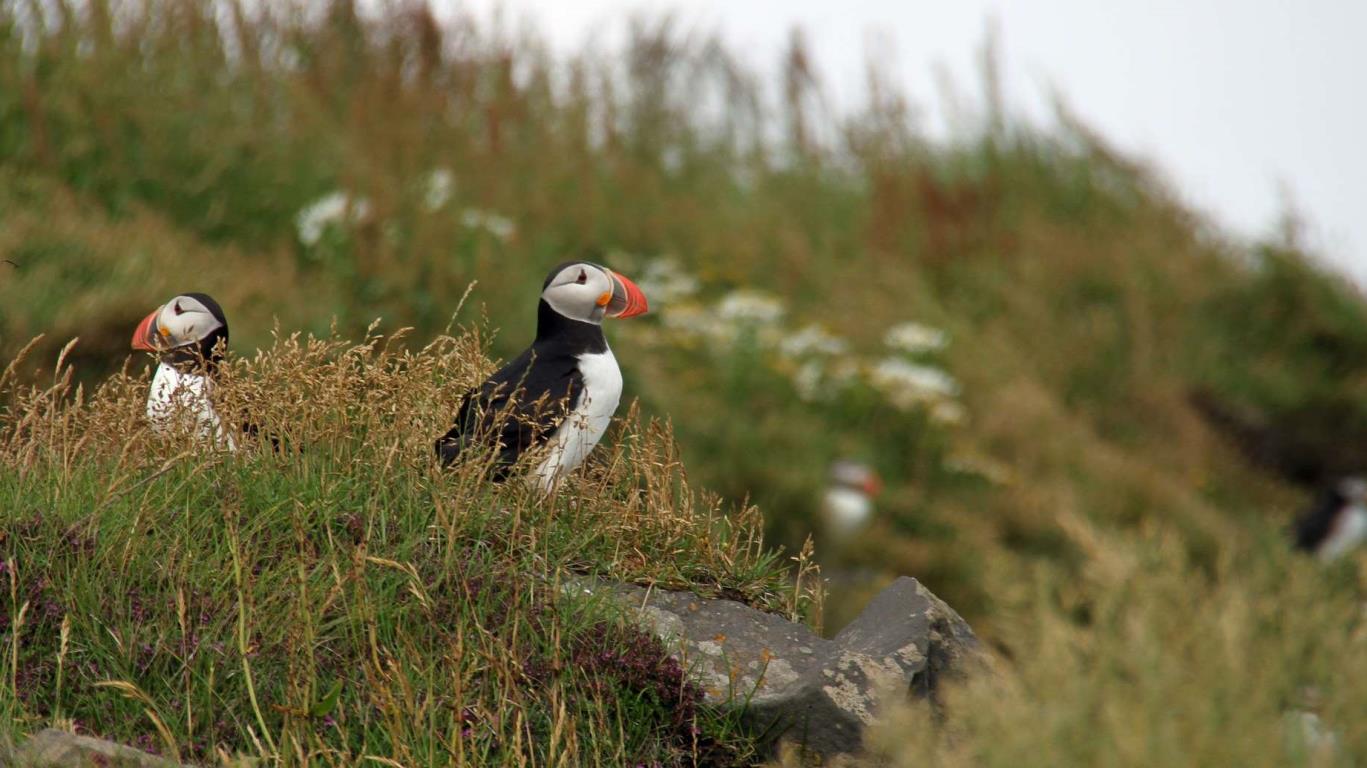 Puffin papegaaiduiker in IJsland