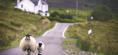 Schapen op de weg in Schotland