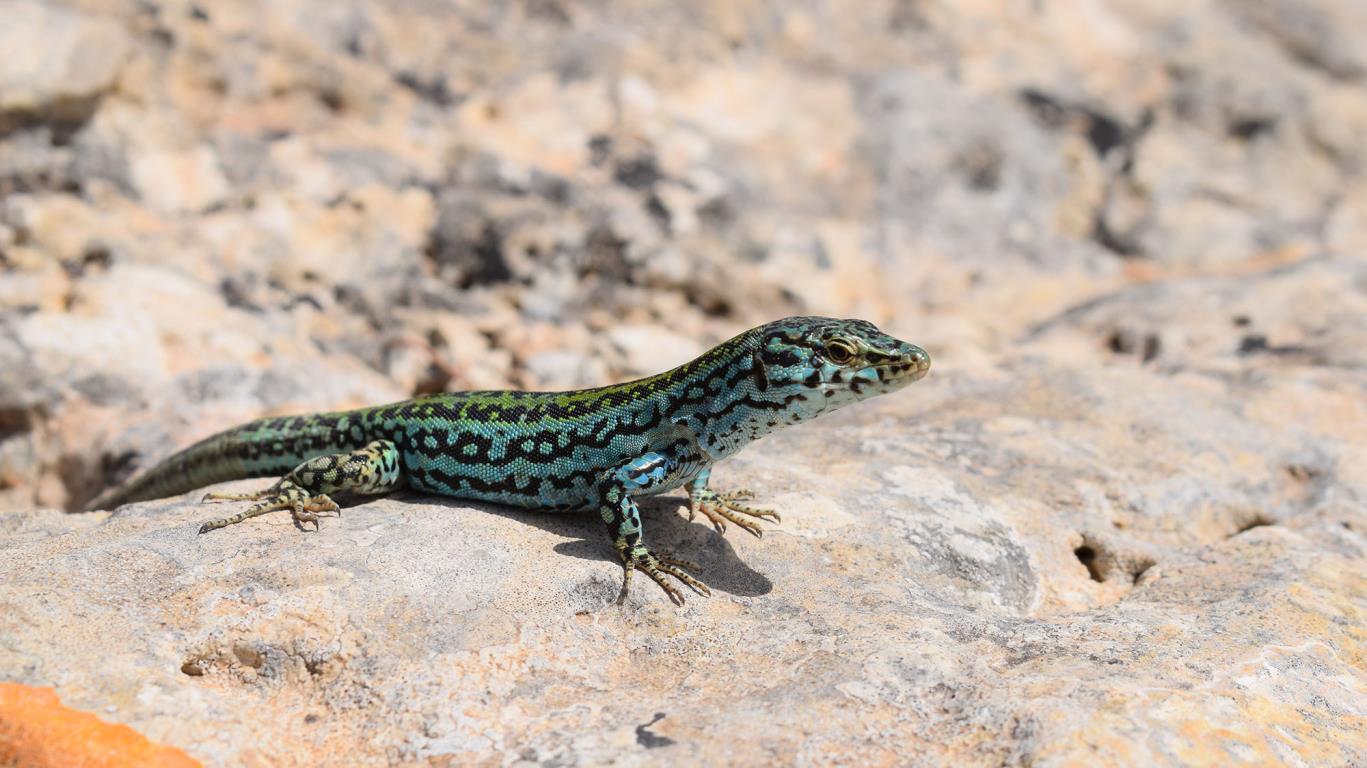 Pityusenhagedis op Formentera