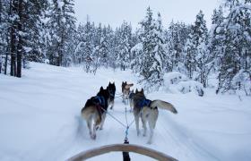 Huskysafari in Zweden