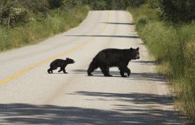 Overstekende zwarte beren in West Canada