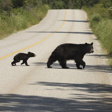 Overstekende zwarte beren in West Canada