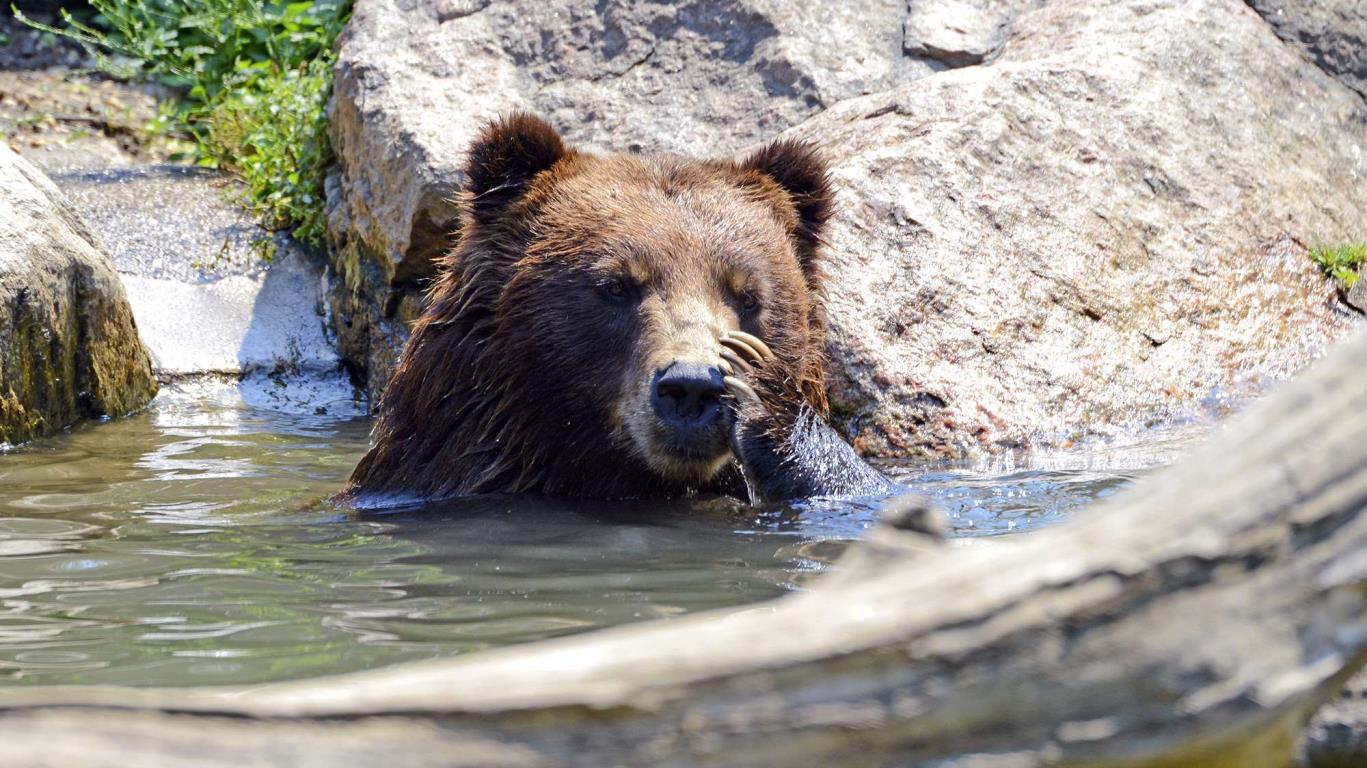 Een bruine beer in een nationaal park