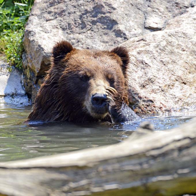 Een bruine beer in een nationaal park