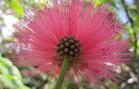 Tropische bloem op Hawaii