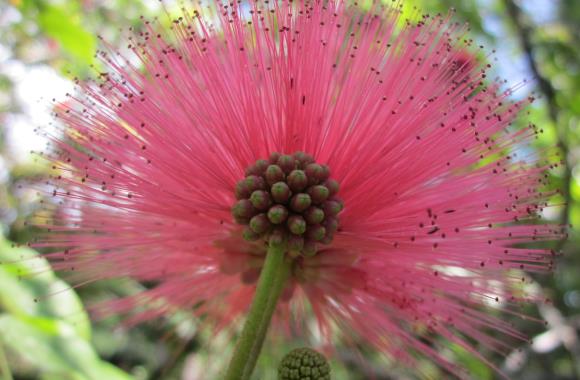 Tropische bloem op Hawaii