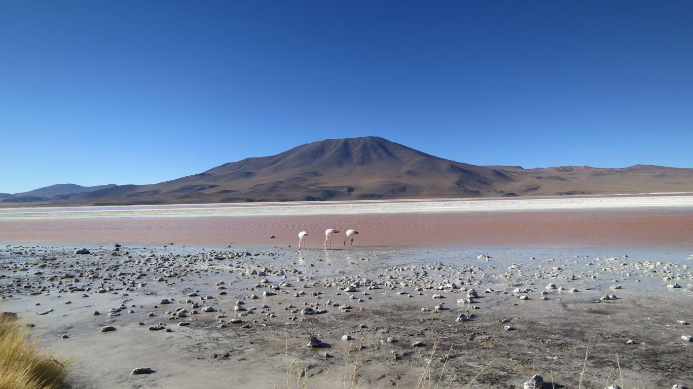 Laguna Colorado in Bolivia