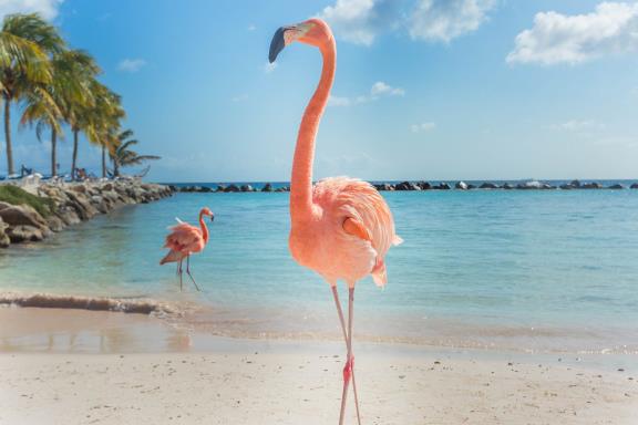 Flamingo op Aruba