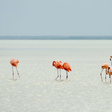 Flamingo's op Aruba