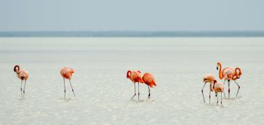 Flamingo's op Aruba