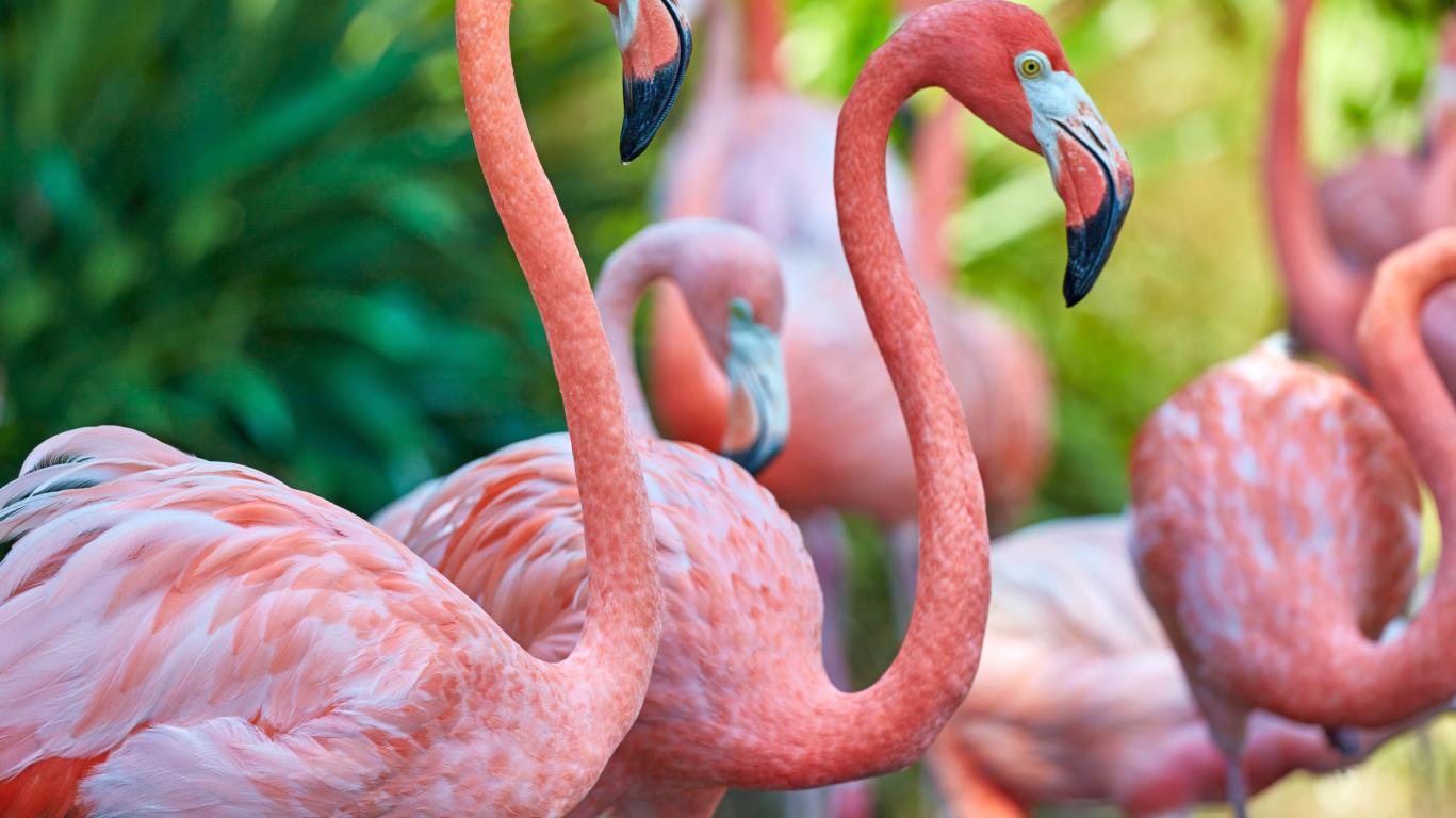 Flamingo's