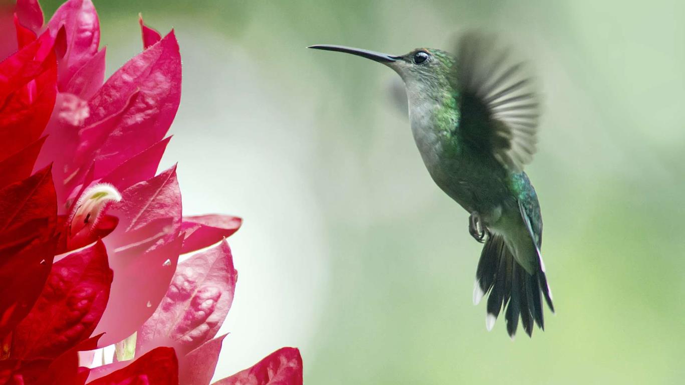 Een vogel bij een bloem in Costa Rica