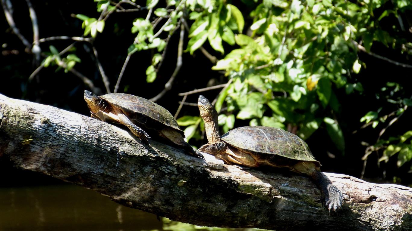 Schildpadden in Tortuguero