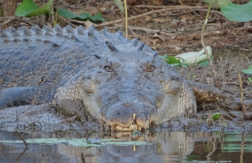 Krokodil Australië