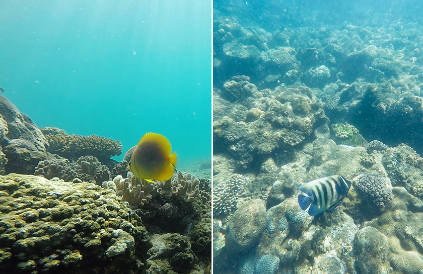 Koraal Great Barrier Reef