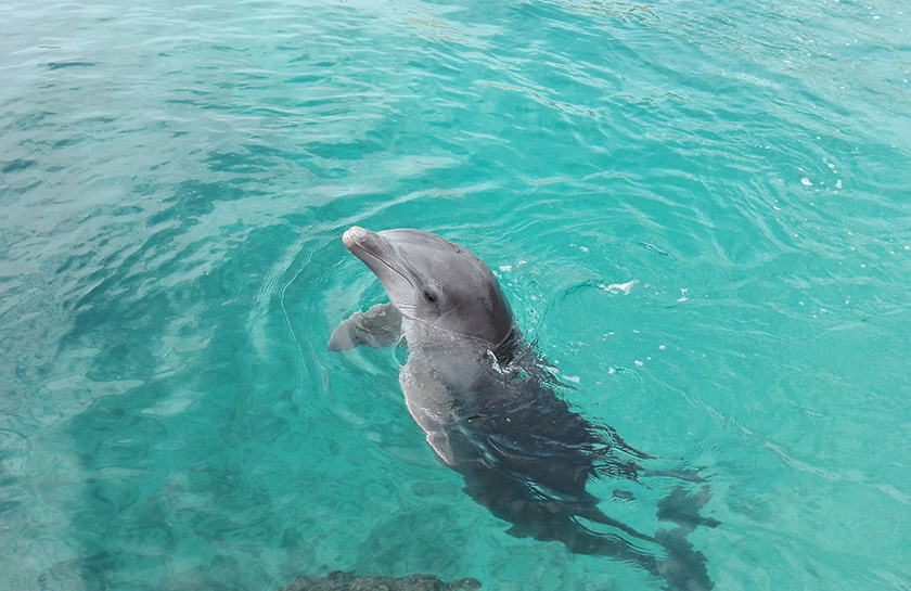 Dolfijnen Curaçao