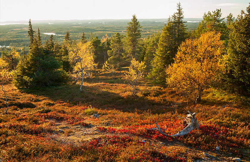 Middernachtzon Lapland