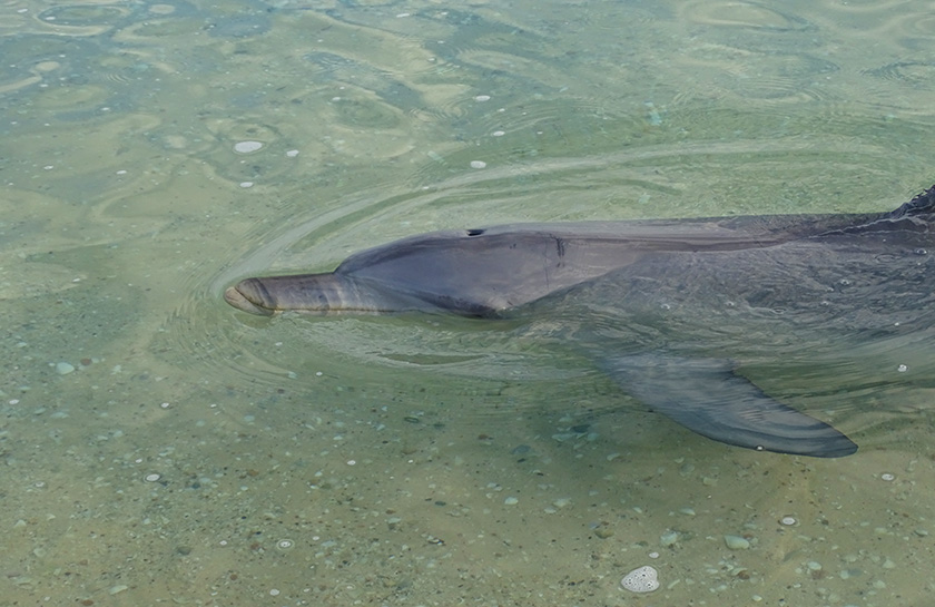 Ningaloo Reef walvishaaien